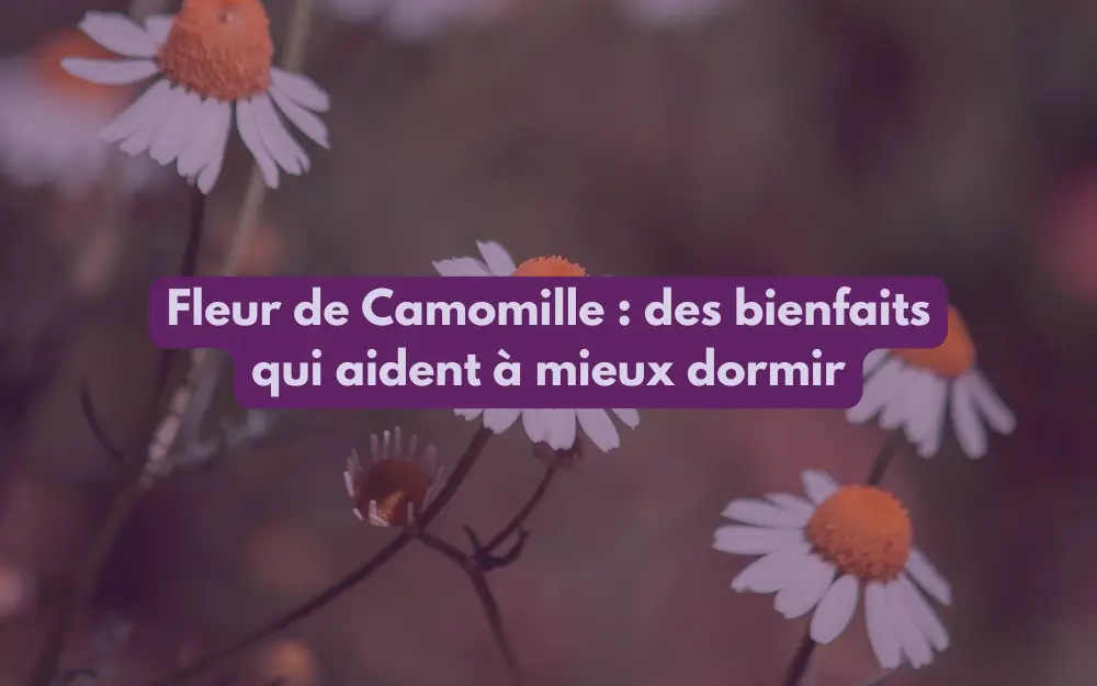 fleur de camomille naturelle pour le sommeil