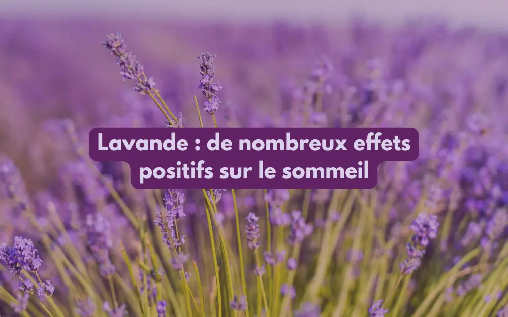 fleur de lavande naturelle pour le sommeil