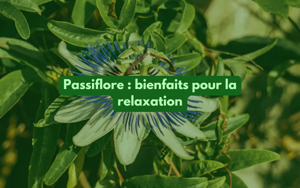 fleur de passiflore pour le calme