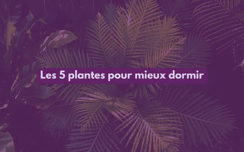 liste de plantes pour mieux dormir la nuit