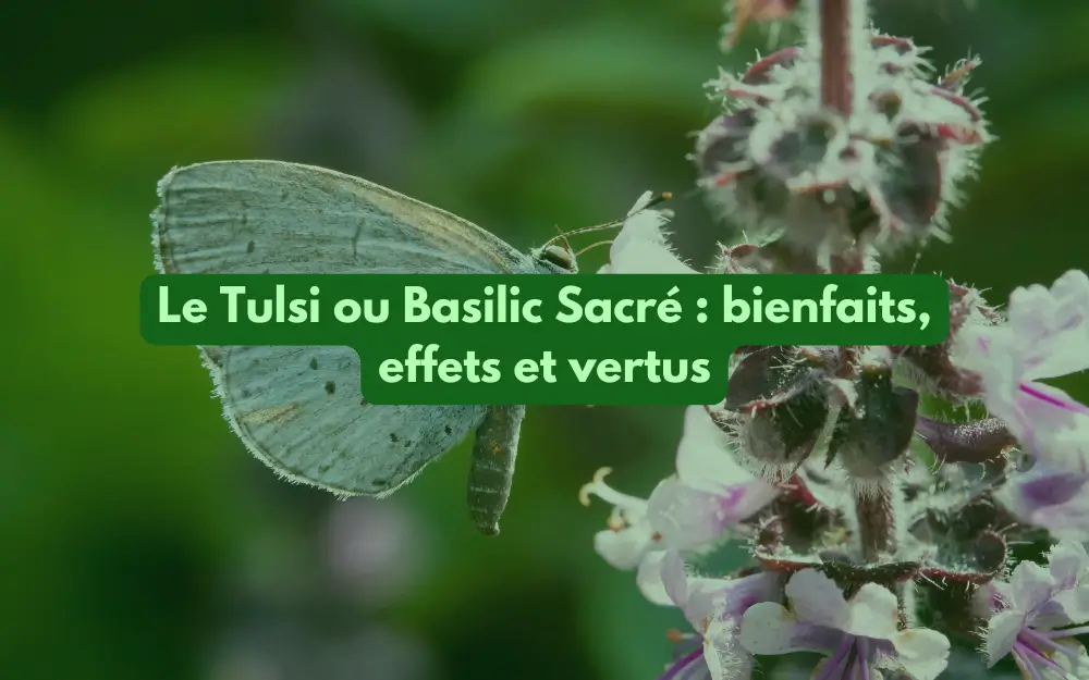 fleur de basilic sacré ou tulsi naturelle